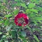 Erythrina crista-galli Květ