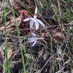 Caladenia catenata Blüte