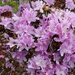 Rhododendron siderophyllum Cvet