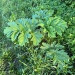 Heracleum sosnowskyi Lehti