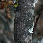 Flueggea tinctoria Bark