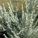 Artemisia cana Leaf