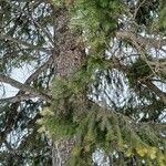 Pseudotsuga menziesii Alkat (teljes növény)