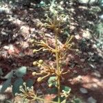 Heteropterys oberdanii Flor