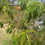 Prunus persica Hostoa