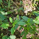 Stachys tenuifolia Květ