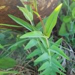 Hypericum annulatum Blatt