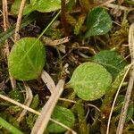 Pyrola chlorantha Hoja