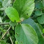 Cordia monoica অন্যান্য