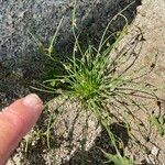 Cyperus subsquarrosus 整株植物