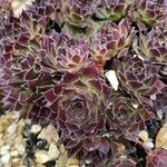 Sempervivum tectorum Φύλλο