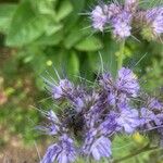 Phacelia tanacetifoliaŽiedas