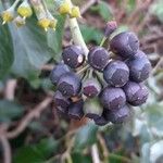 Hedera helix Fruit