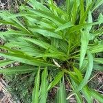 Solidago sempervirens Folla