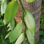 Vanilla planifolia ഇല