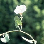 Convolvulus betonicifolius 整株植物