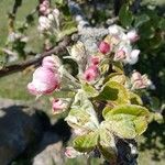 Malus sylvestris Flower