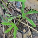 Cissus palmatifida Leaf