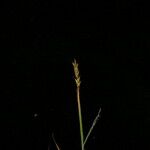 Carex bonatiana Συνήθη χαρακτηριστικά