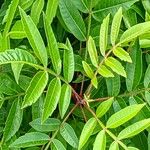 Rhus copallinum Blad