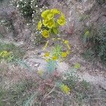 Euphorbia biumbellata Flower