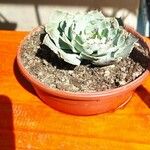 Echeveria shaviana برگ