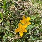 Ranunculus thora Flower