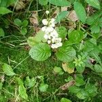 Pyrola elliptica Habitat