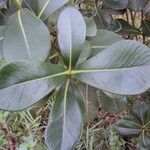 Clusia criuva Hoja