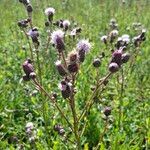 Cirsium arvenseŽiedas