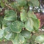 Erythrina abyssinica Leaf
