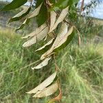 Croton dichogamus Leaf