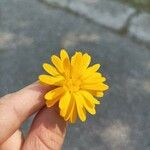 Calendula arvensisFlower