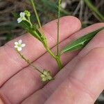 Caperonia castaneifolia Flors