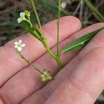 Caperonia castaneifolia Blüte