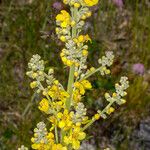 Verbascum lychnitis Λουλούδι