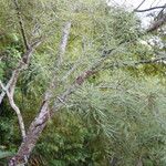 Sophora microphylla Corteza