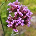 Verbena bonariensis Çiçek