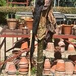 Amorphophallus konjac Voninkazo