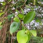 Ficus microcarpaBlad