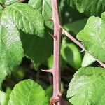 Rubus discolor Bark