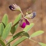 Tephrosia purpurea Flower