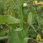 Camelina sativa ഇല