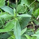 Silene latifolia Fuelha