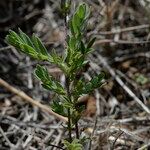 Onobrychis caput-galli Leaf