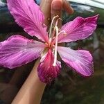 Bauhinia variegata 花