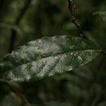 Brunfelsia guianensis Feuille