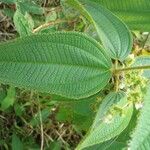 Miconia dependens Feuille