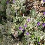 Lavandula multifida 葉