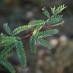 Prosopis pallida Fulla